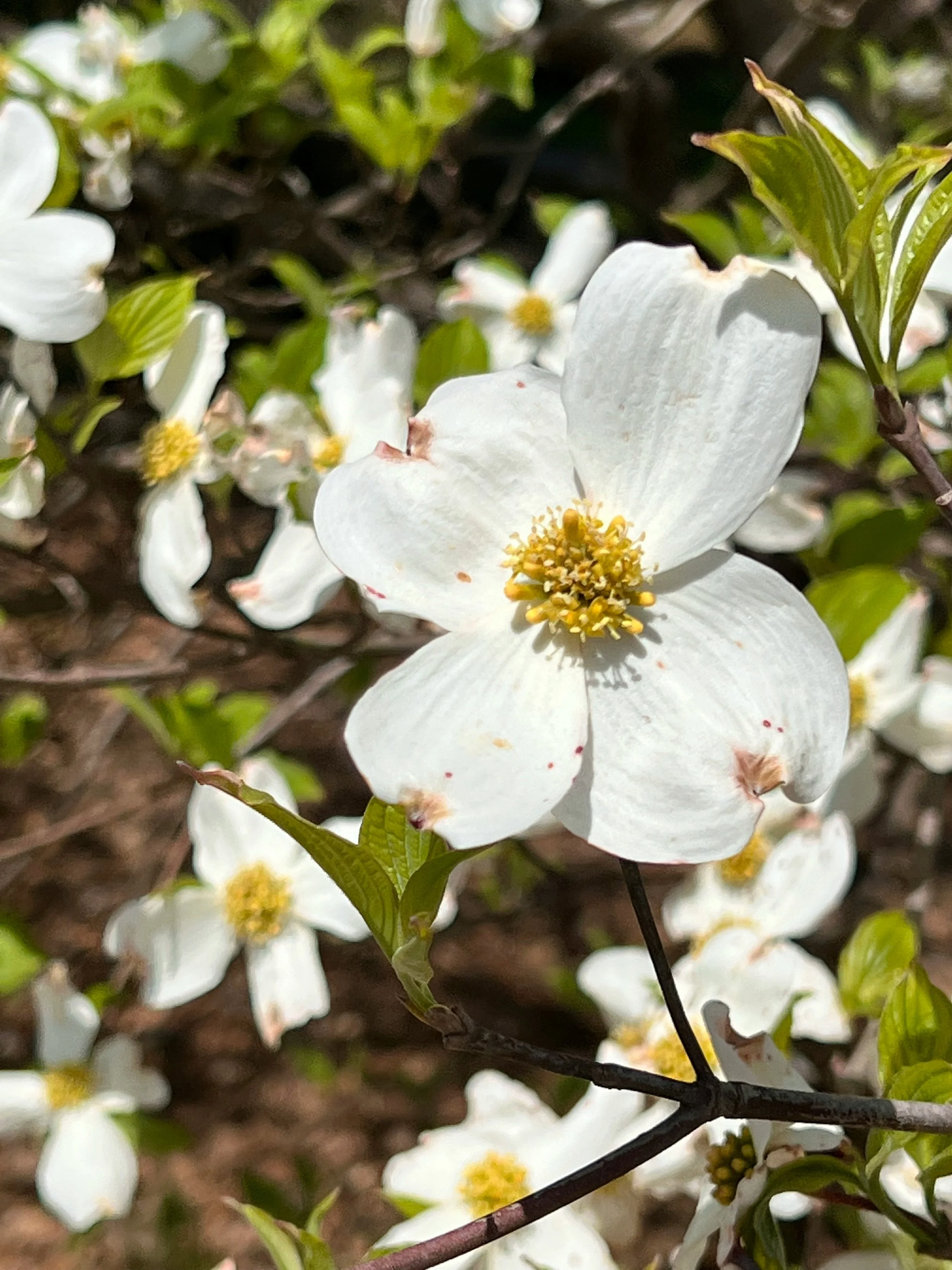 Dogwood Flower Essence — Magick Makers